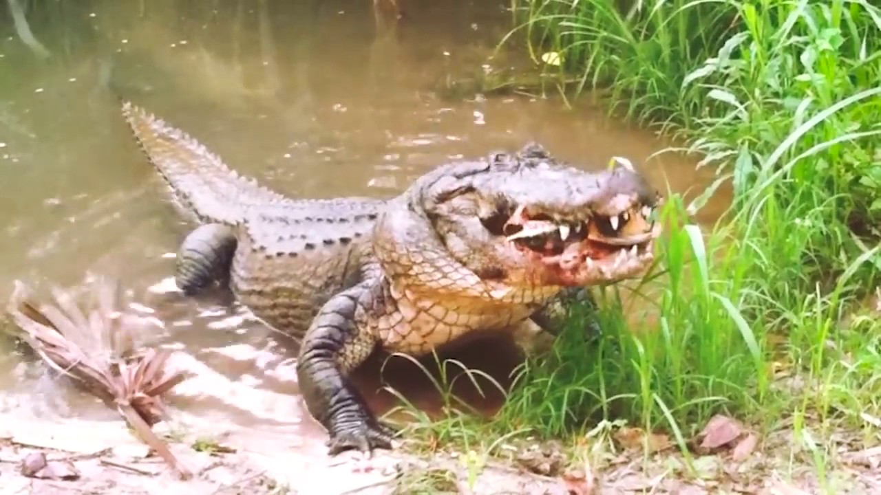 Aligator eats turtle