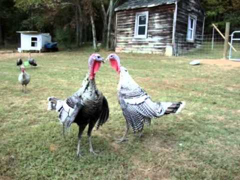 Alpha turkeys fight for farm dominance