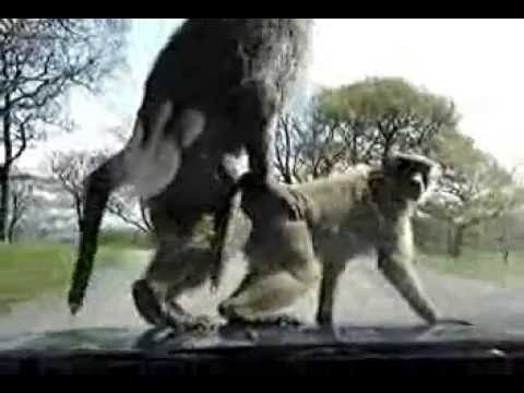 ANOTHER video of monkeys loving on car hood!!! Why are there so many of these?