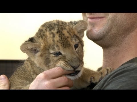 Baby lion cuddling