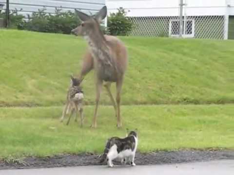 Big ass momma deer fucking up stupid cat