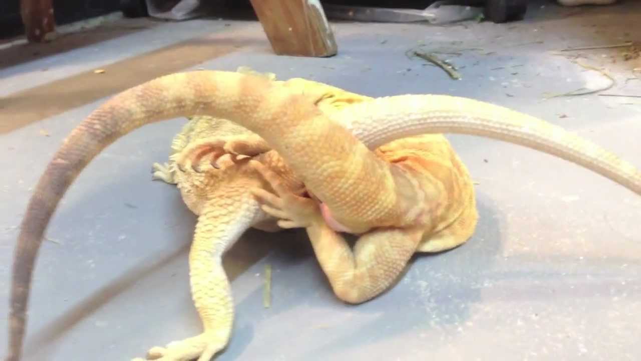 BIG AZZ Lizards getting it on