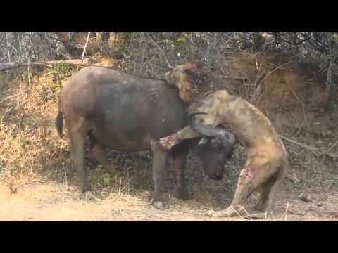 Buffalo squares up with hungry lion (FIGHT)