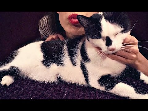 Cat petting video (long AF) (2 cats) (they lovin it)