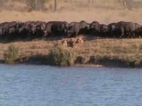 Lion/Water Buffalo/Crocodile fight (DIS SHIT NUTS!!!!!!!)