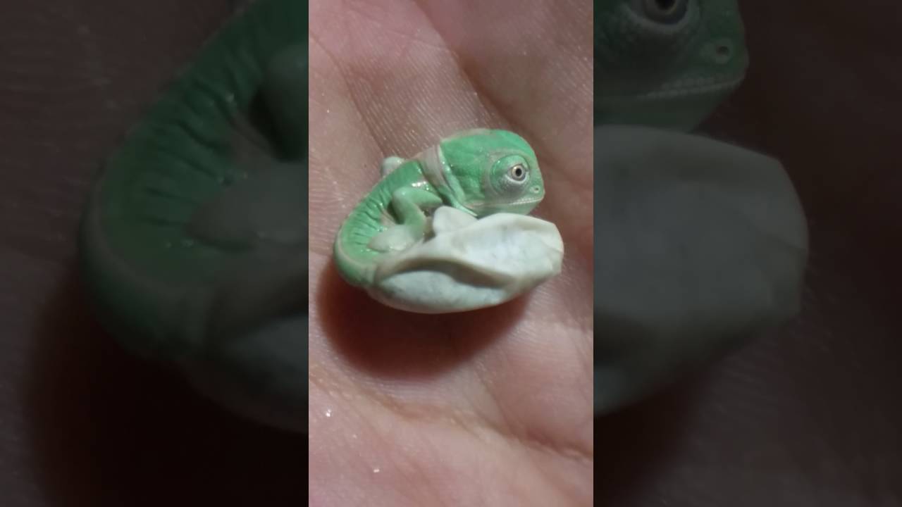 Chameleon HATCHES FROM EGG (CUTE)