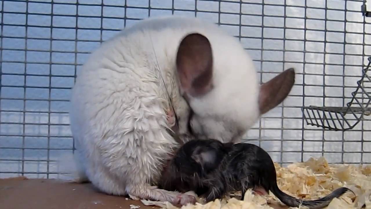 Chinchilla spawning young