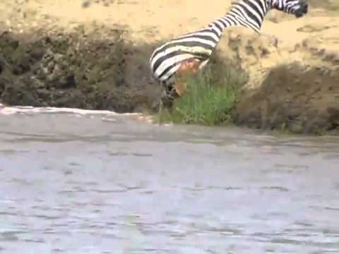 CROCODILES EAT LUNCH!!! (Zebra)