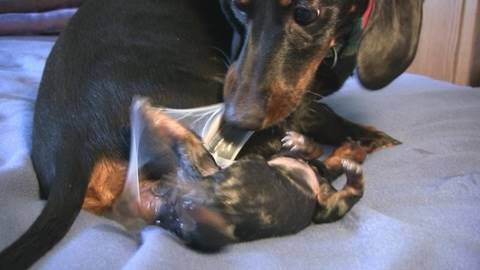 Dascshund gives birth then licks its slimy spawn