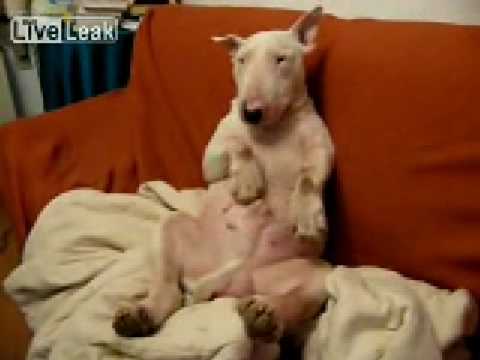 Dog pleasuring himself (omg)