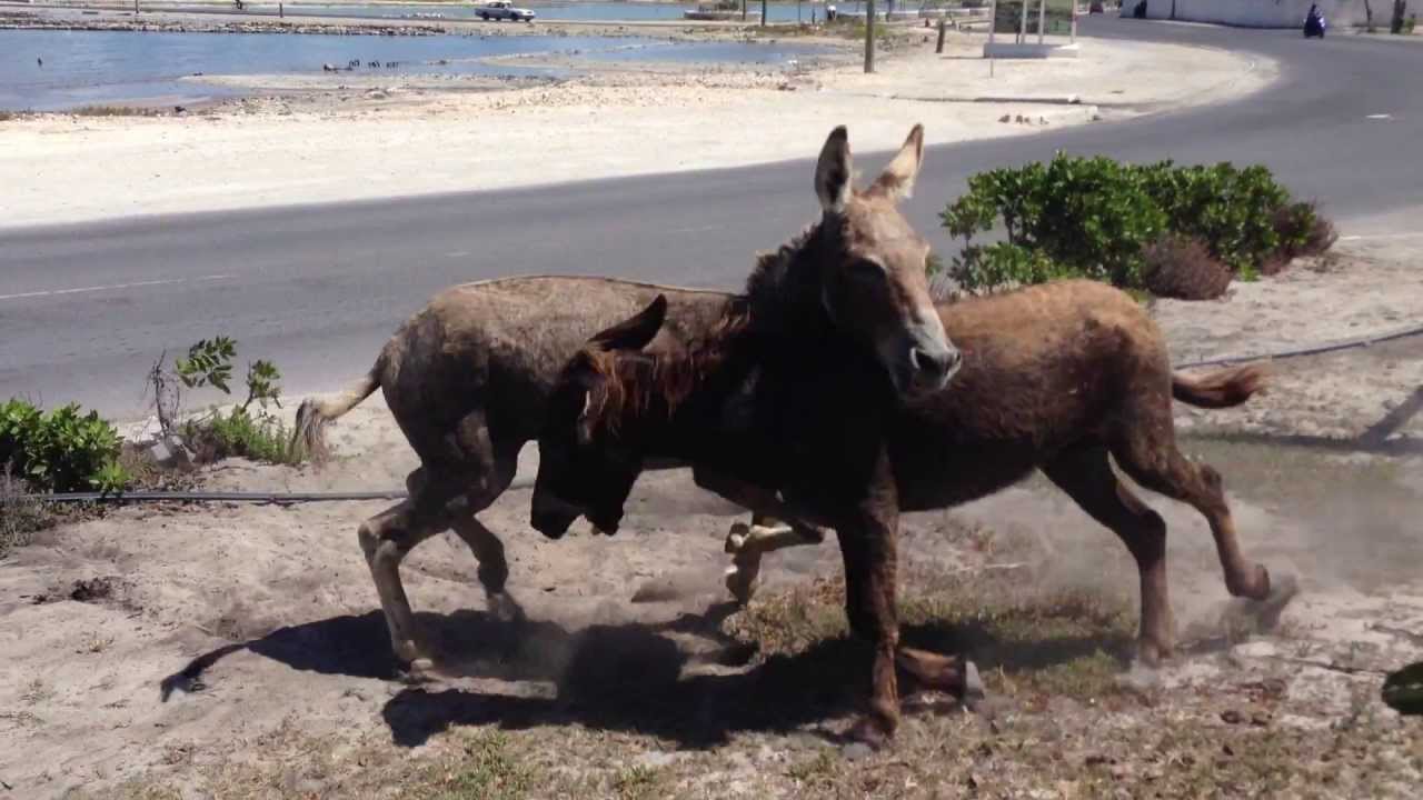 Donkeys fighting (DAMN! THEY SCRAPPIN!)