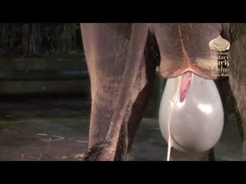 Elephant Birth in Bali