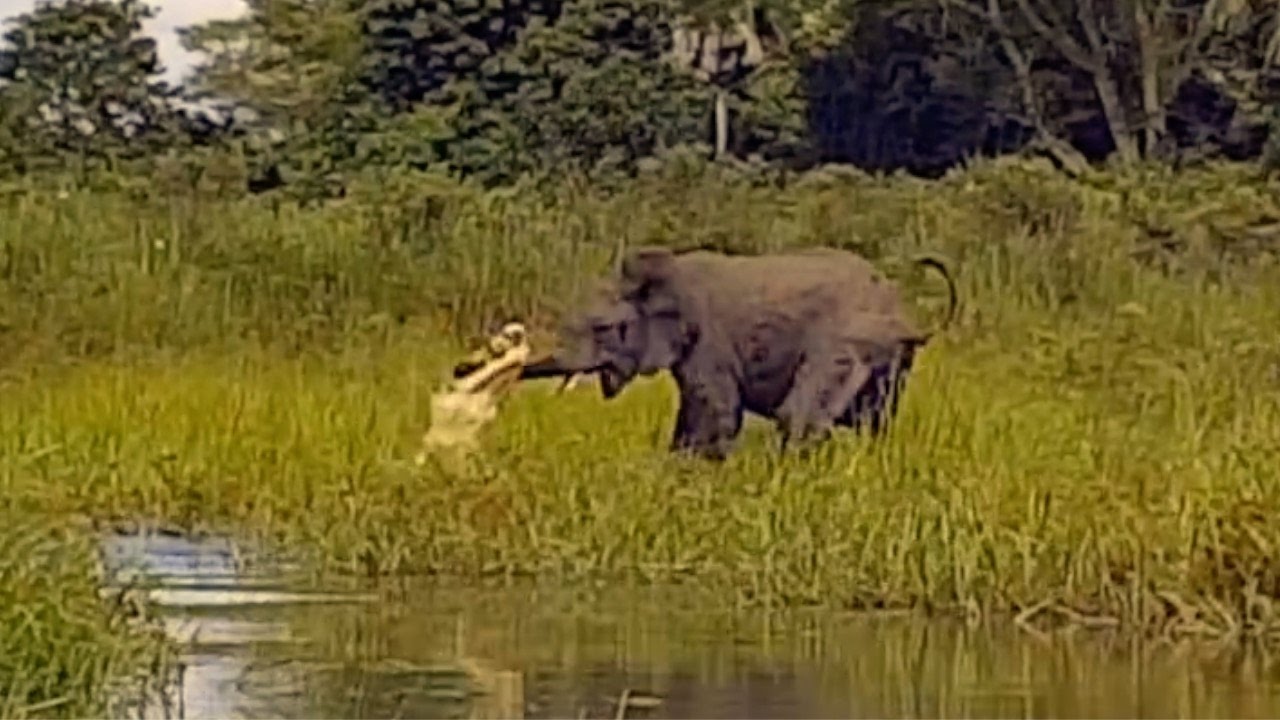 Elephants VS Crocodile (FIGHT)