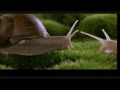 Extremely passionate snail mating
