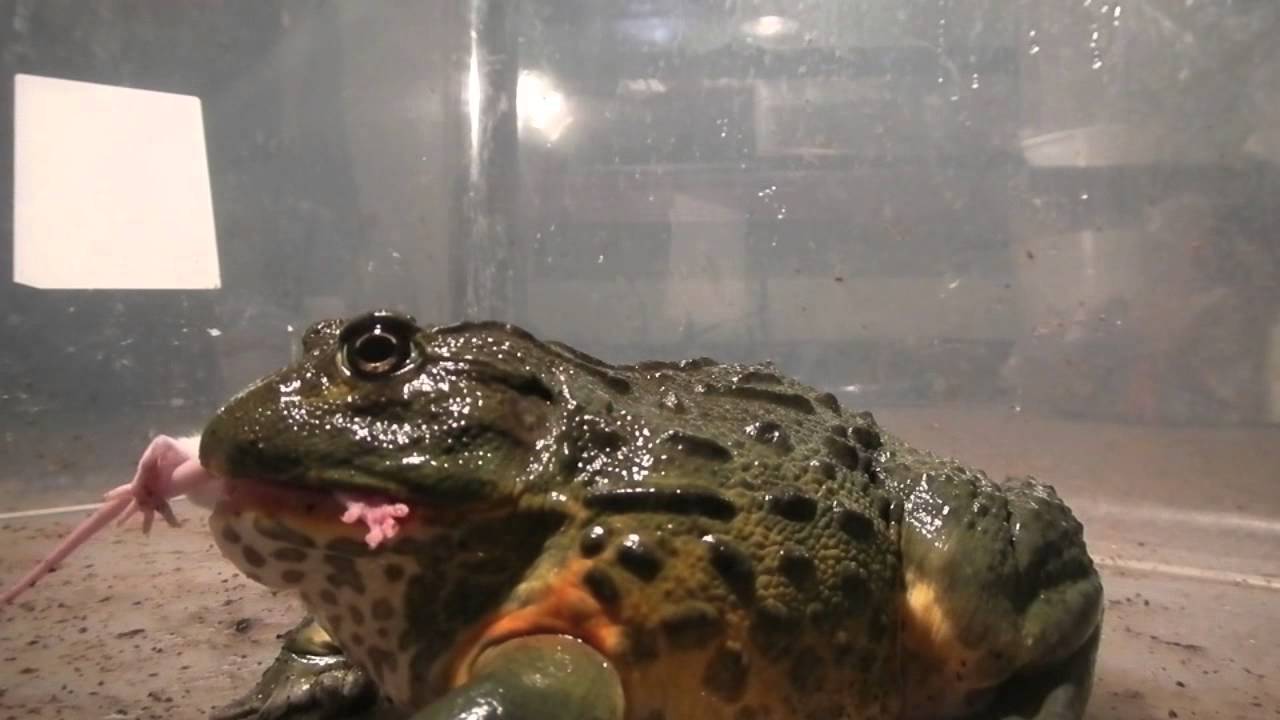 Frog EATS THINGS
