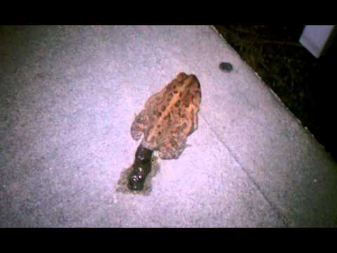 Frog poop and pee (weird)