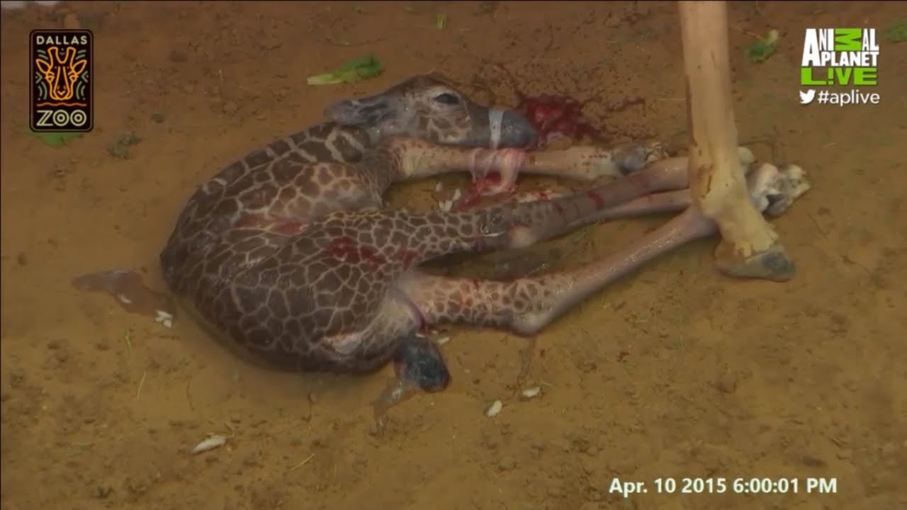 Giraffe birth at Dallas Zoo (ouch)