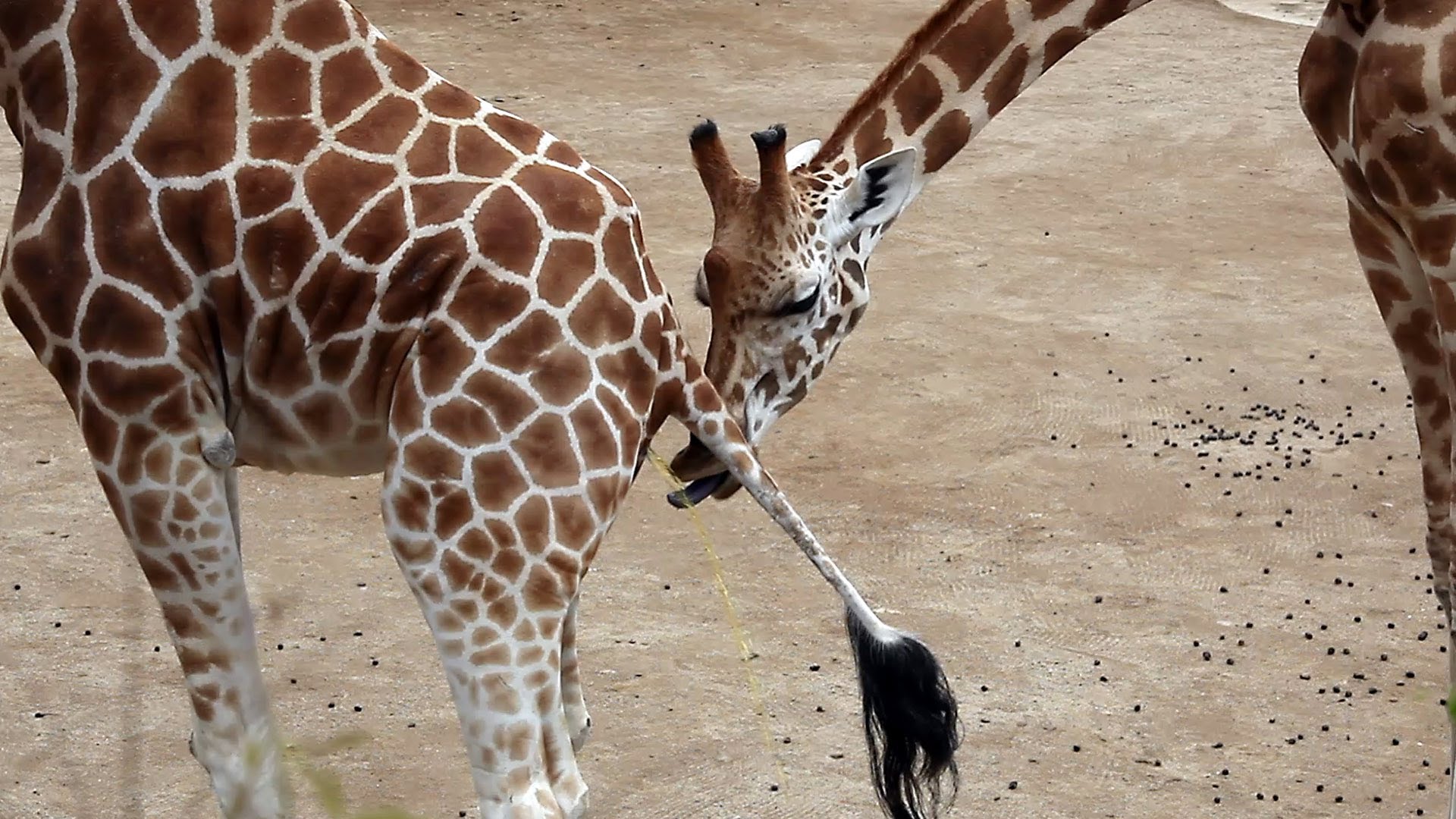 Giraffe drinking pee
