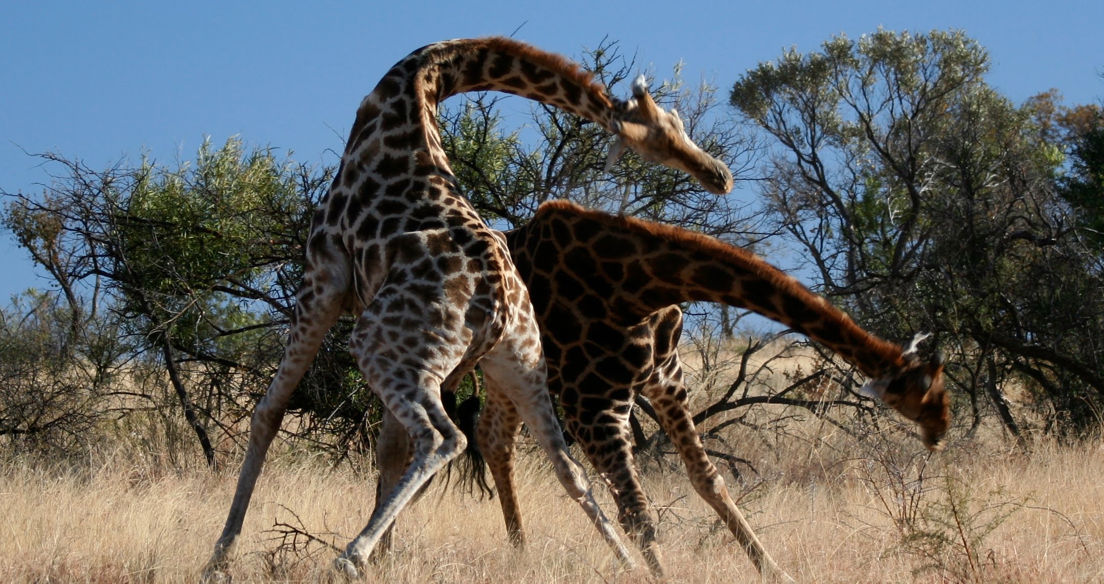 Giraffes fighting