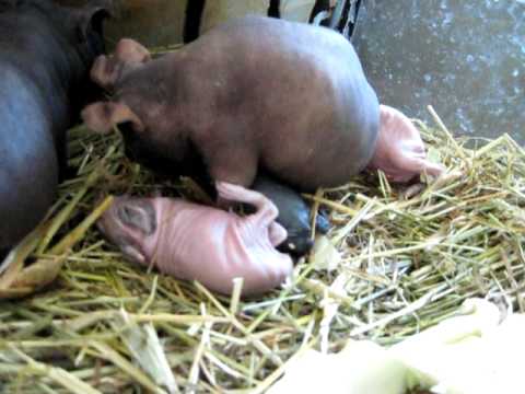 Guinea Pig GIVING BIRTH