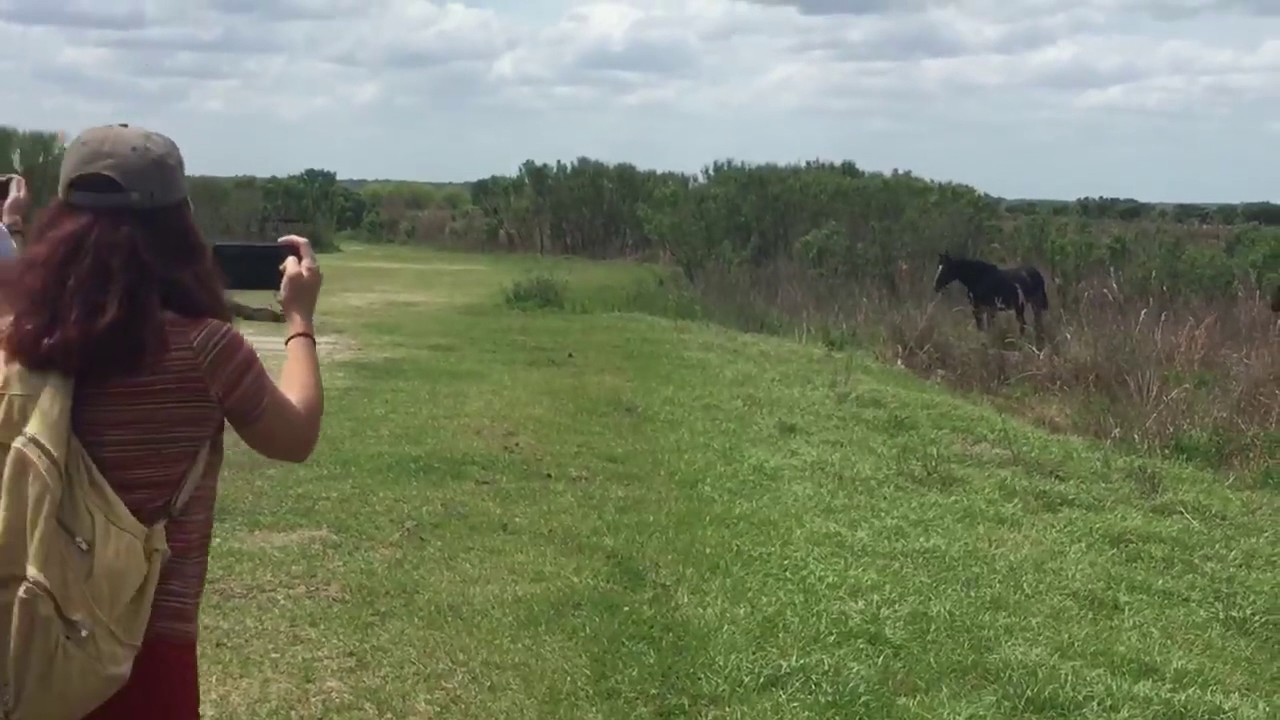 Horse FUCKS UP Alligator (LOL!!!!!!!)