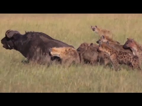 Hyenas BOUT THAT LIFE!!! Eating a buffalo (mm lunch)
