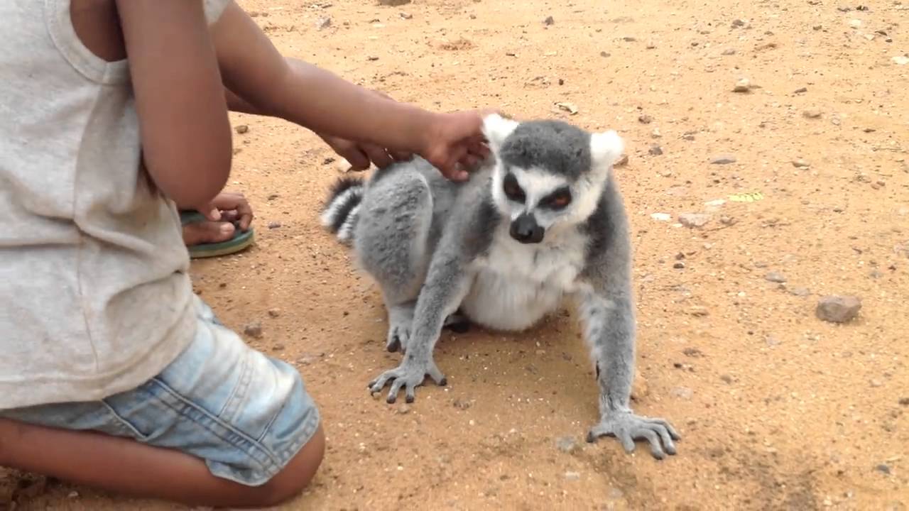 Lemur petting (cute)