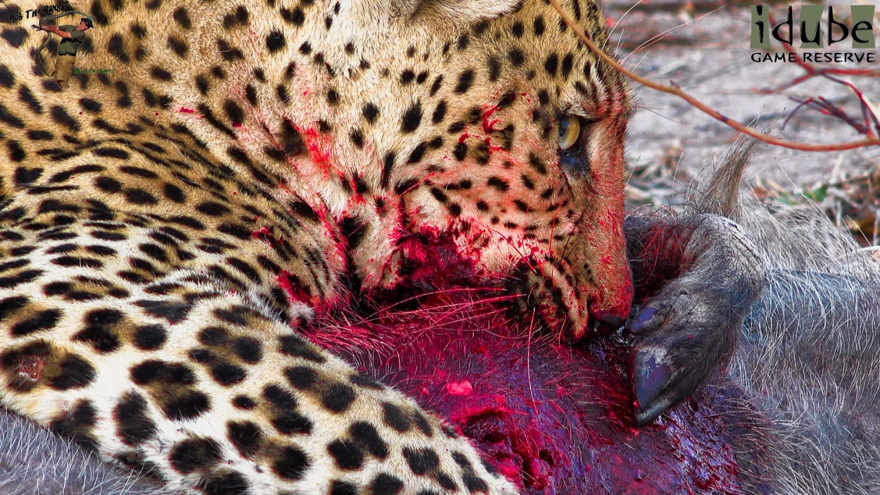 Leopard eats bitch ass warthog (SAVAGE)