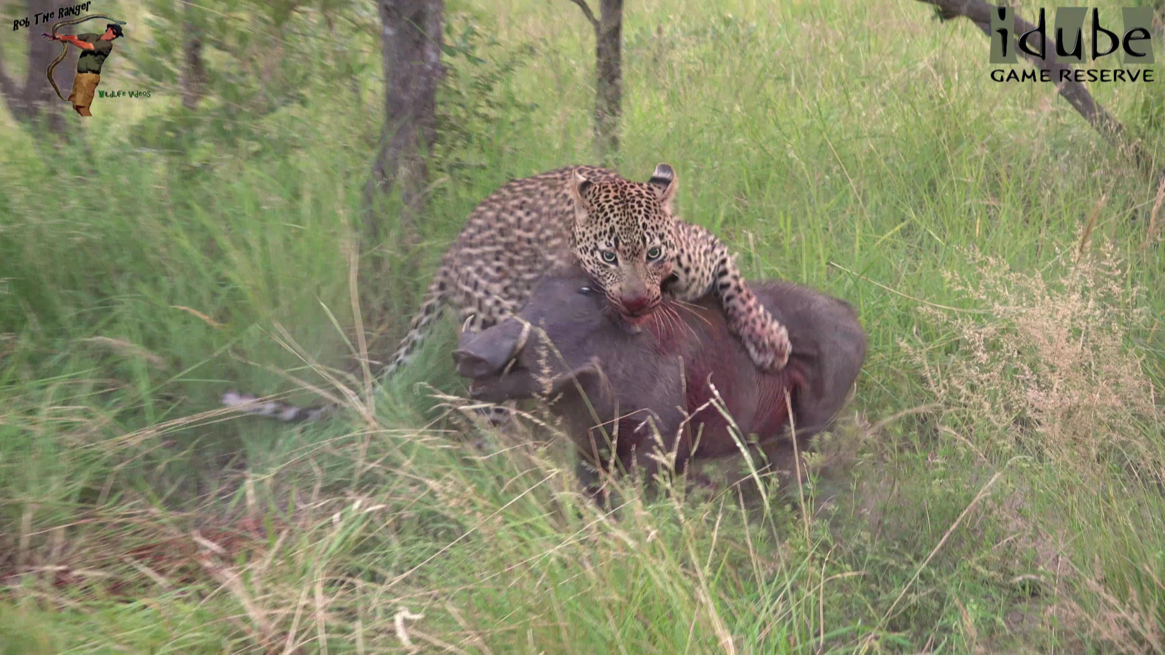 Leopard fucking up warthog and then Hyena gets in on it