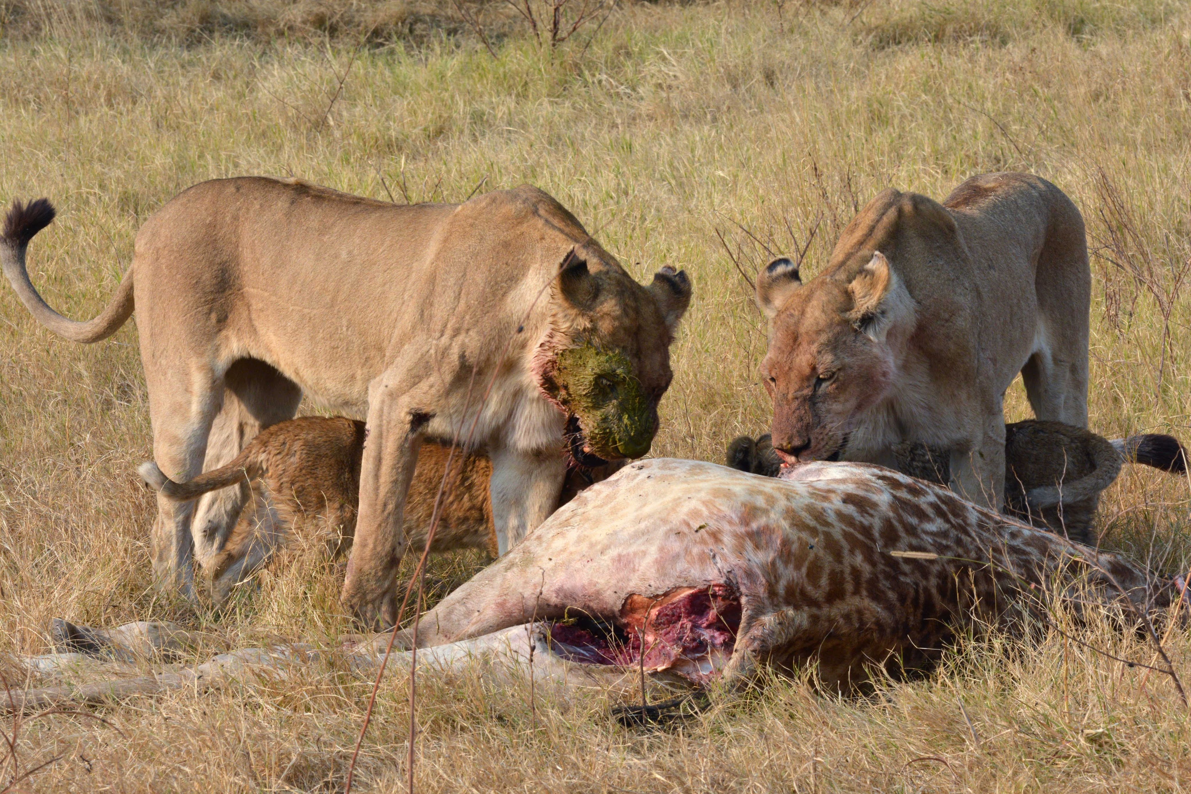 Hyena Eating Elephant.