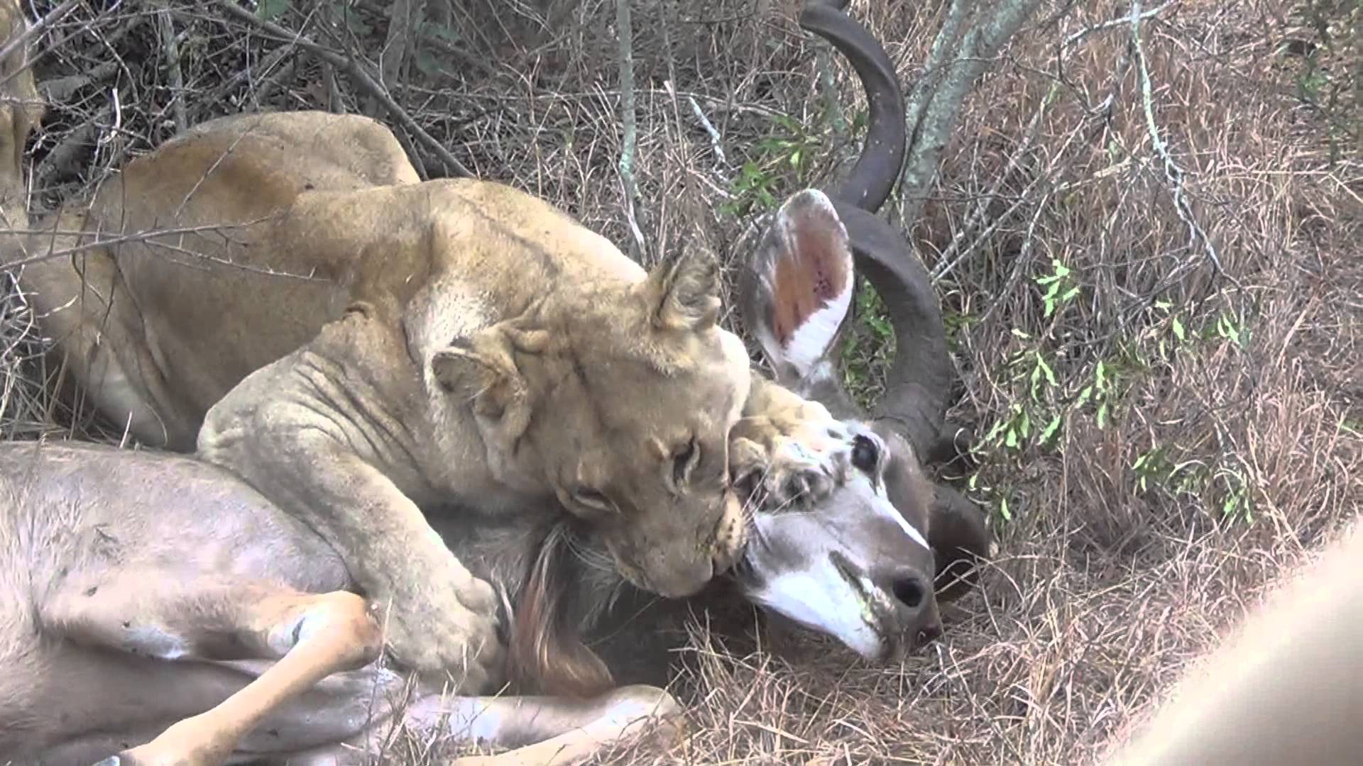 Lions kill and eat “kudu” (Dis shit intense)