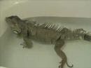 Lizard FARTS AND POOPS IN BATHTUB (cool)