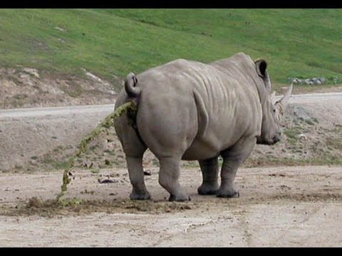 Massive rhino bowel movement