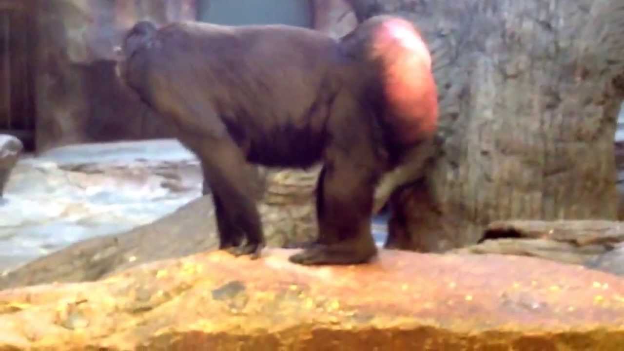 Monkey picking his butt
