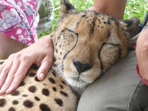 Petting cheetas (These ppl dumb AF)