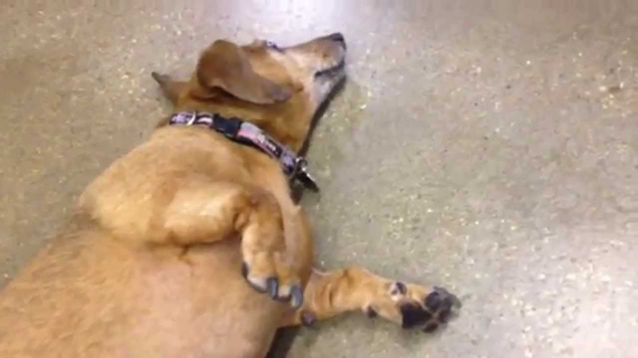 Petting fat ass dashshund