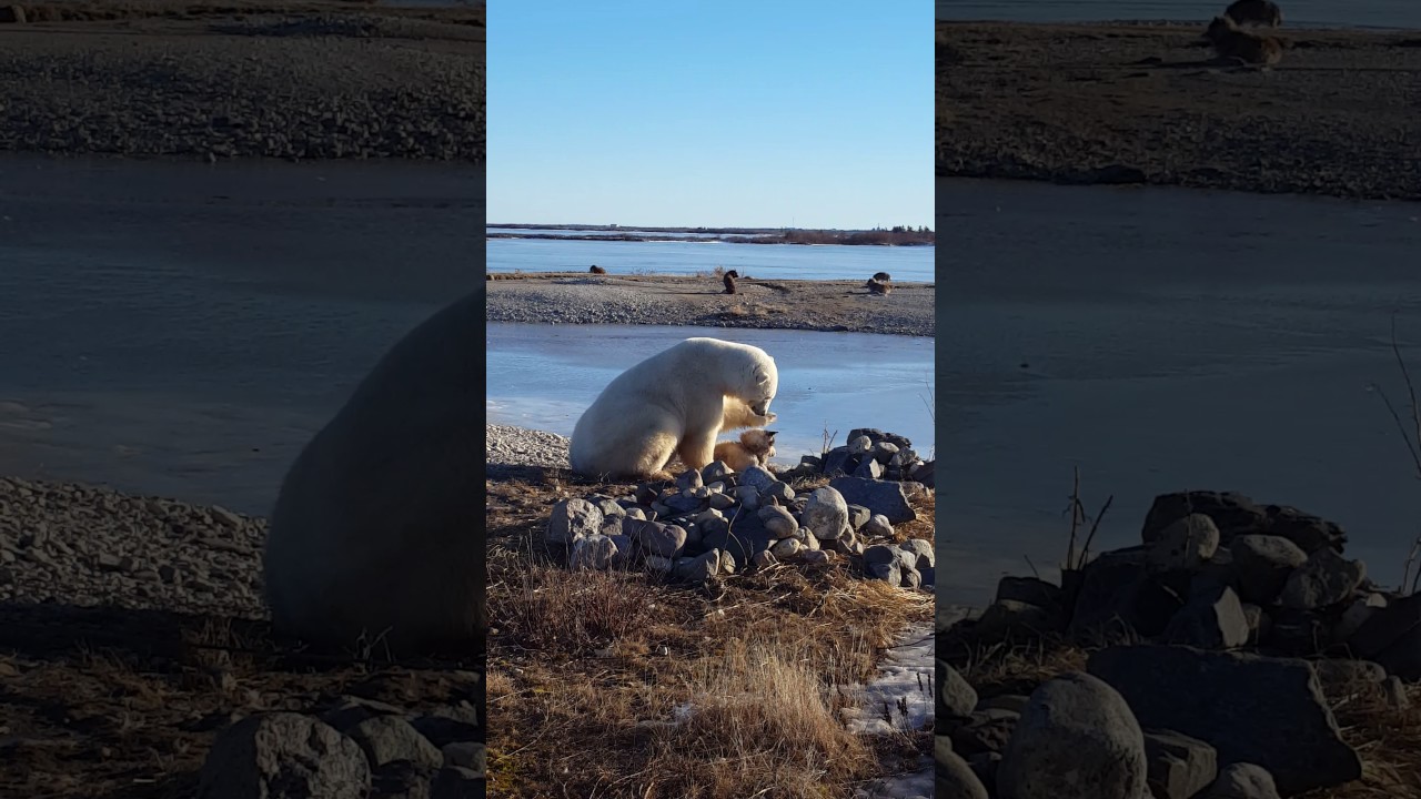 Polar bear petting dog (cute)