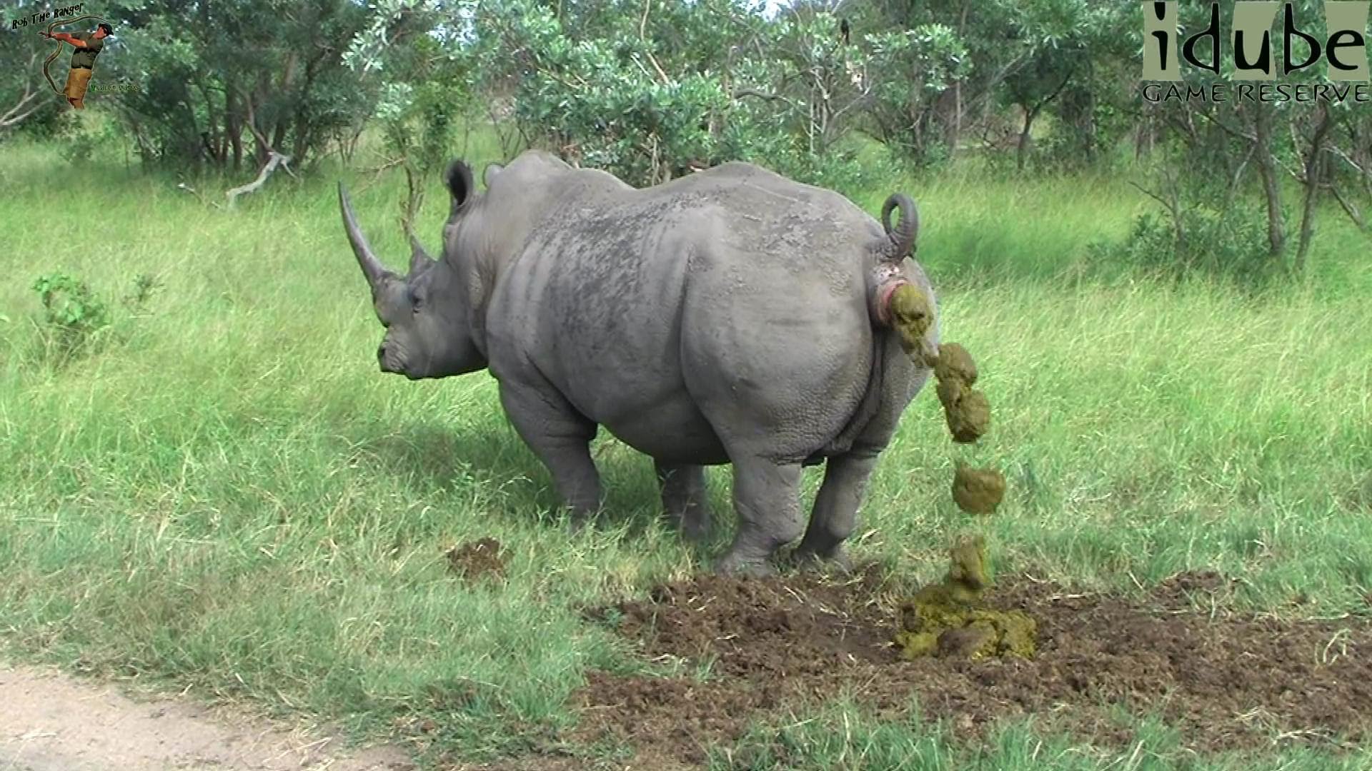 Rhino fat shit - Animal Video WorldAnimal Video World