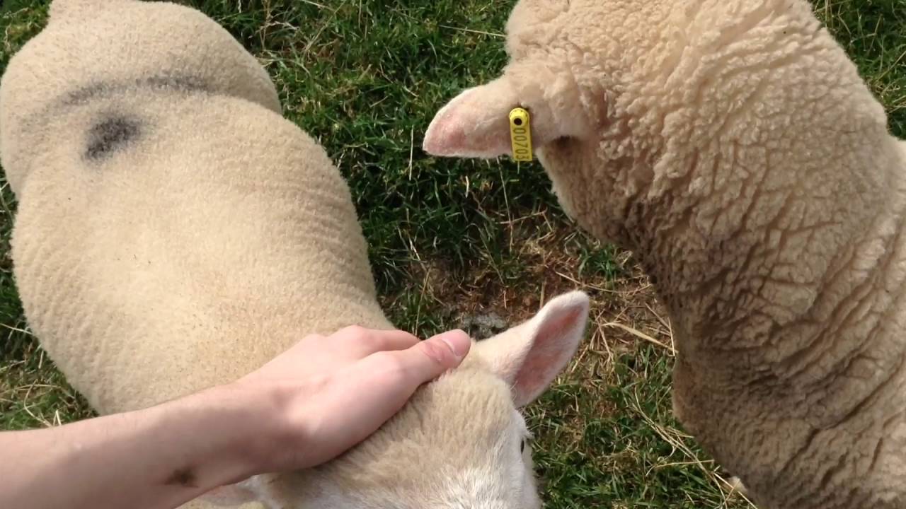 Sheep petting (huge sheep)