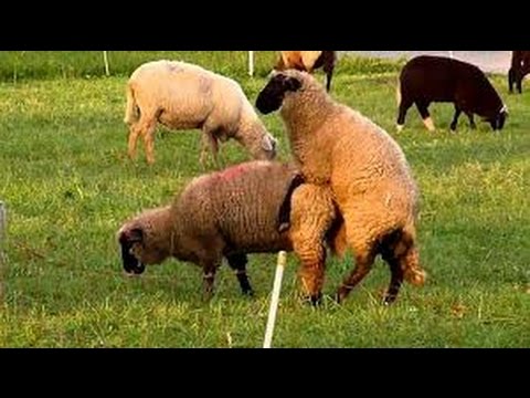 Sheep mating