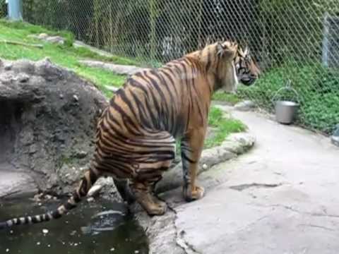Tiger pooping