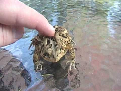 Toad petting (cute?)