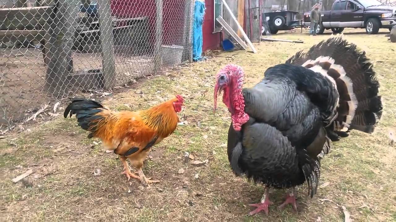 Turkey VS Chicken boxing match