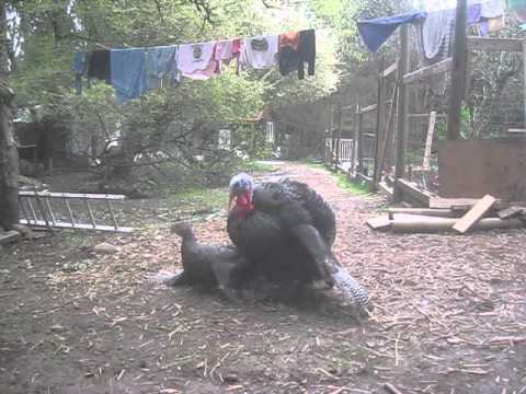 Turkeys reproducing