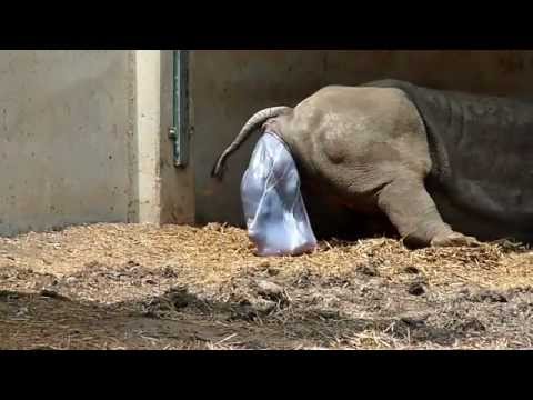 White Rhino giving birth (these rhinos crazy!)