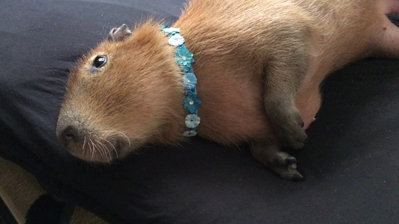 Capybara Scratching (I WANT ONE)