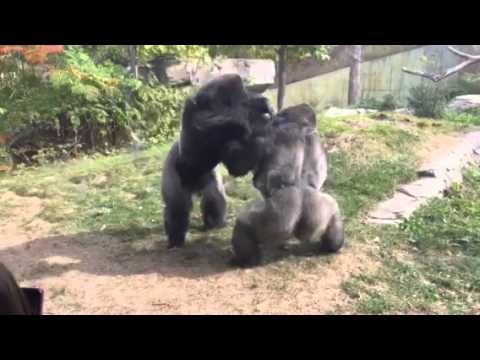 Gorilla fight