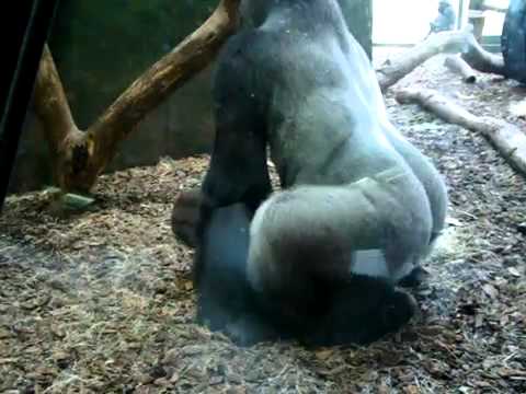 Gorilla Loving