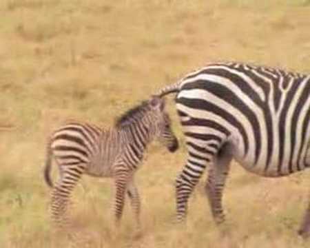 Mommy zebra shits on baby zebra’s head while British tourists chuckle in background