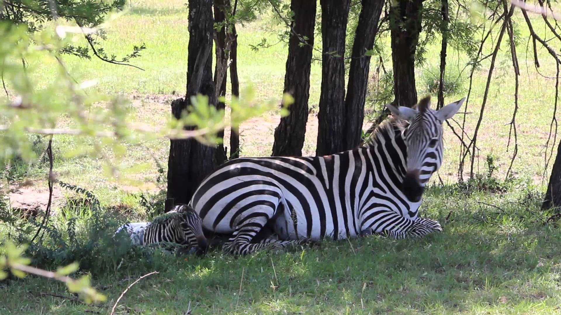 Zebra being born and then trying to walk